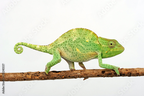 Usambara three-horned chameleon / Usambara-Dreihornchamäleon (Trioceros deremensis) photo