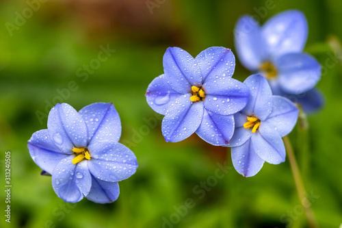 ハナニラの花　春イメージ