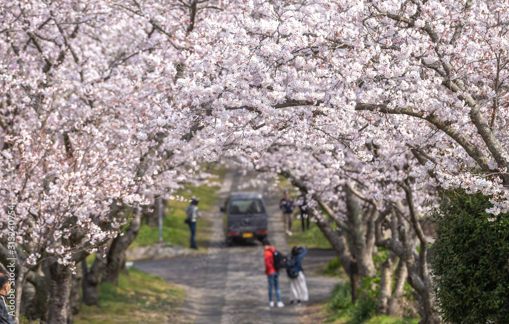 桜のアーチ　春のイメージ