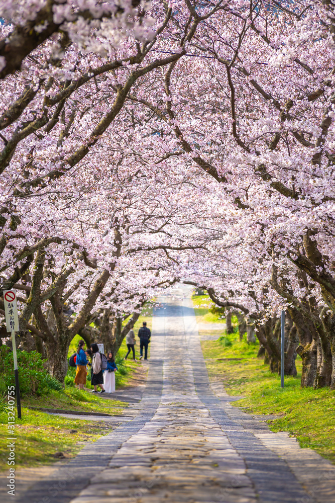 桜のアーチ　春のイメージ