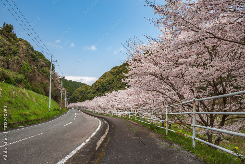 桜の花　春イメージ