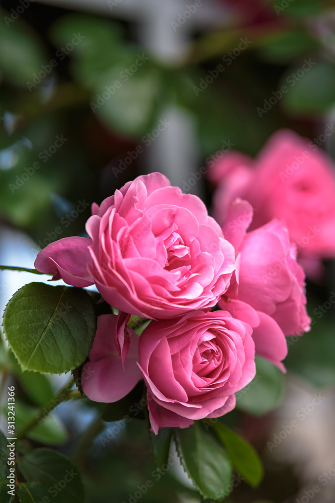 バラの花 バラの花