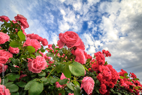 Fototapeta Naklejka Na Ścianę i Meble -  バラの花