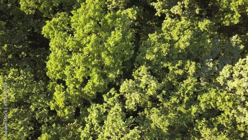 Top down aerial view of green summer forest with many fresh trees. Top down aerial view of green summer forest with many fresh trees.