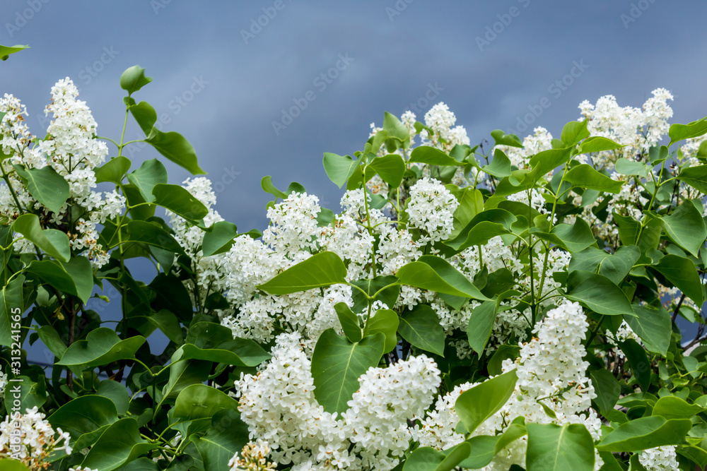 Spring in the village . Fresh green foliage and white lilac flowers on shrubs adorn the garden .Blue stormy sky in the background. Spring in the village . Fresh green foliage and white lilac flowers on shrubs adorn the garden .Blue stormy sky in the background.
