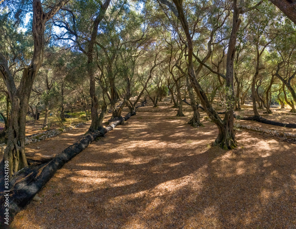 Old olive grove on mediterranean island Corfu in Greece Old olive grove on mediterranean island Corfu in Greece