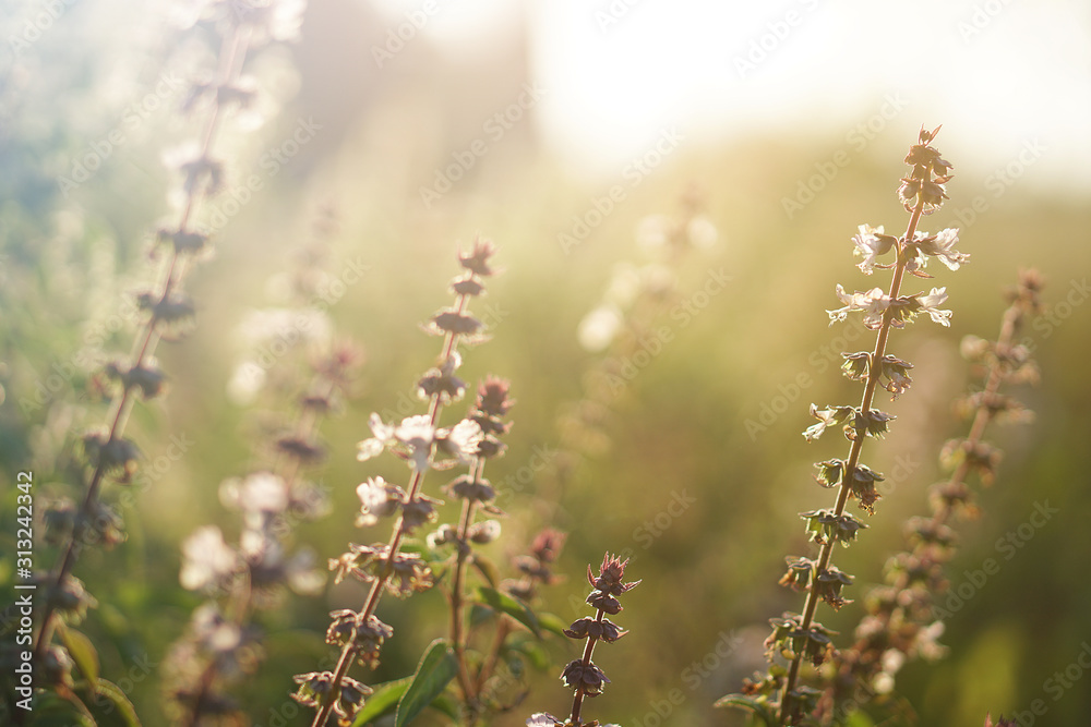 Dandelion flowers, Golden rays of the sun ,Warm and bright background Dandelion flowers, Golden rays of the sun ,Warm and bright background