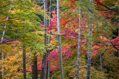 竹林と紅葉　和風の秋イメージ