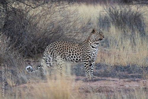 Leopard Mabuasehube Botswana