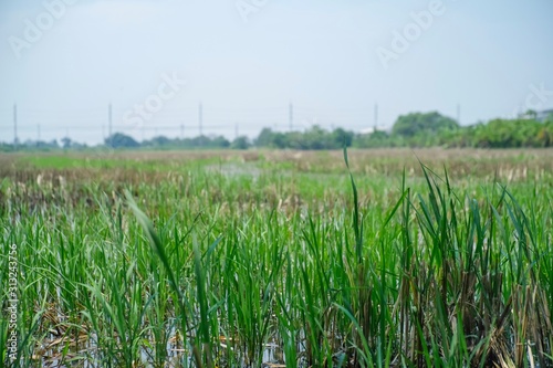The seedlings of rice plants are germinating in the fields￼