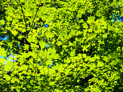 Sunlit Forest Tree Leaves Background