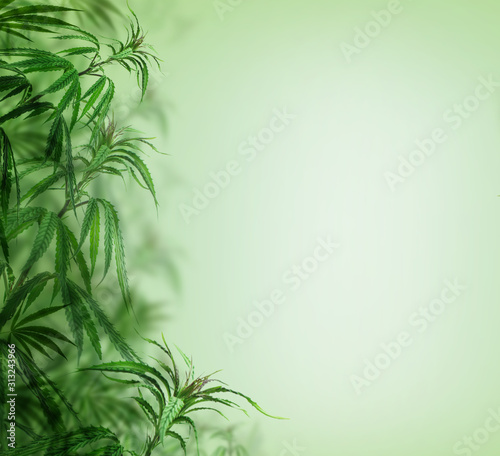 Green cannabis background  cultivation vegetation marijuana plants   marijuana leaves and herb medicinal Border.