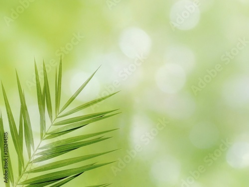 grass and background