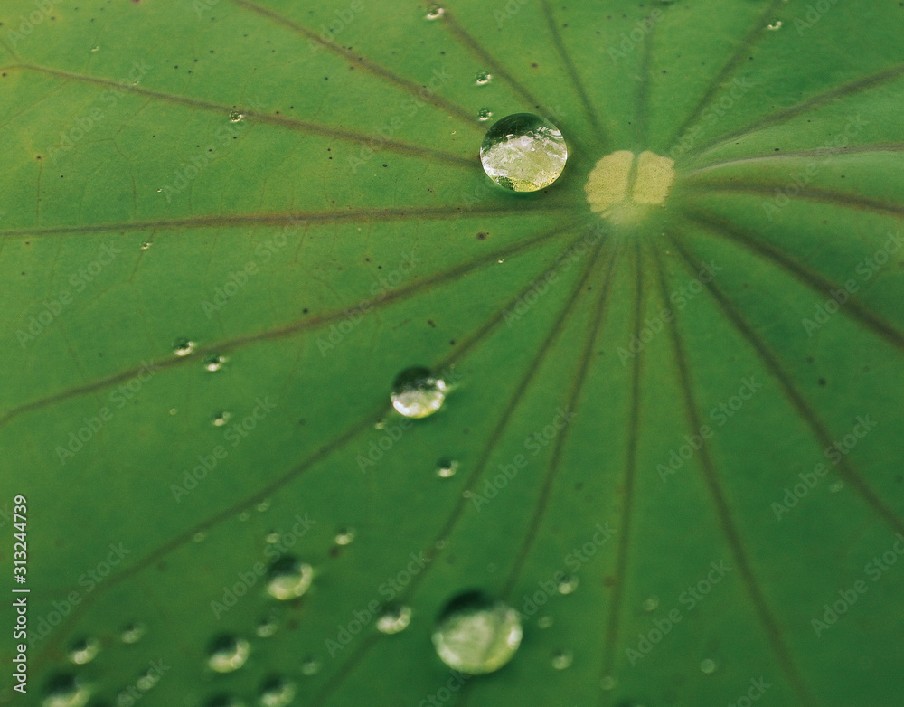 Droplets of water in the big grean leaf