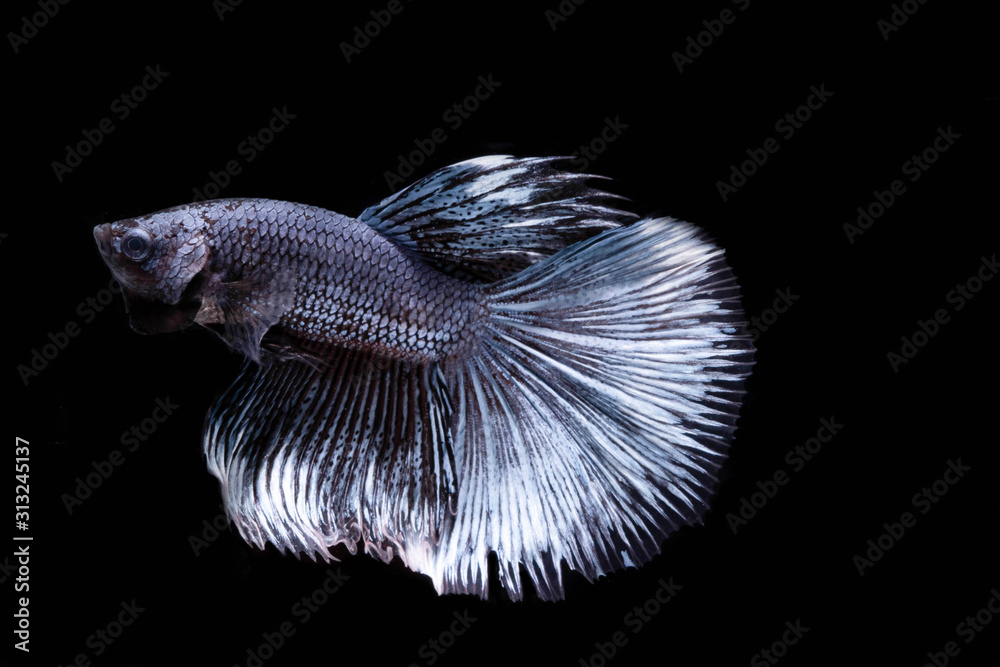 The Moving Moment of White Grey Silver Metallic Half Moon Betta Splendens or Siamese Fighting Fish on Black Background The Moving Moment of White Grey Silver Metallic Half Moon Betta Splendens or Siamese Fighting Fish on Black Background