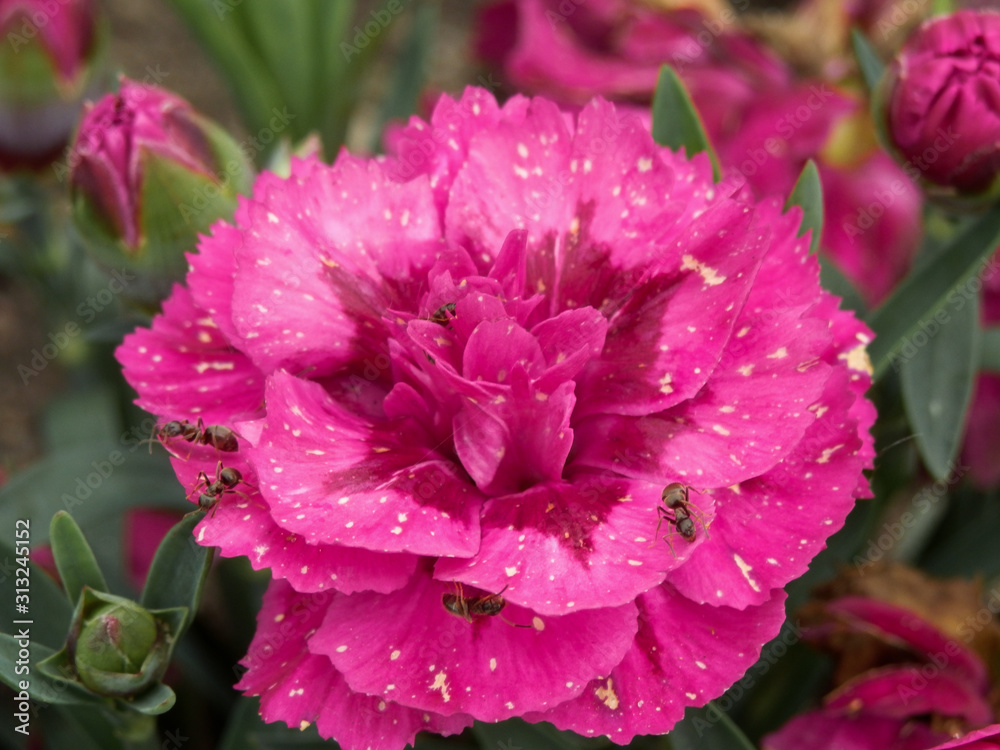 Ameisen auf Blüte Ameisen auf Blüte