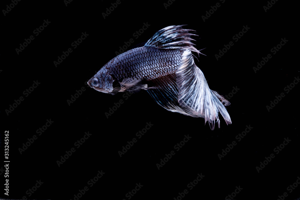 The Moving Moment of White Grey Silver Metallic Half Moon Betta Splendens or Siamese Fighting Fish on Black Background The Moving Moment of White Grey Silver Metallic Half Moon Betta Splendens or Siamese Fighting Fish on Black Background