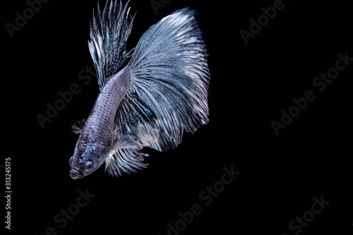 The Moving Moment of White Grey Silver Metallic Half Moon Betta Splendens or Siamese Fighting Fish on Black Background