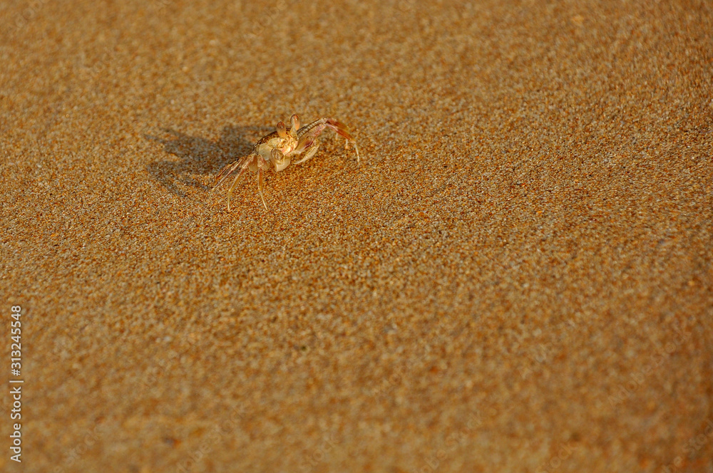 Little crab on the yellow sand on the beach of the Indian Ocean.