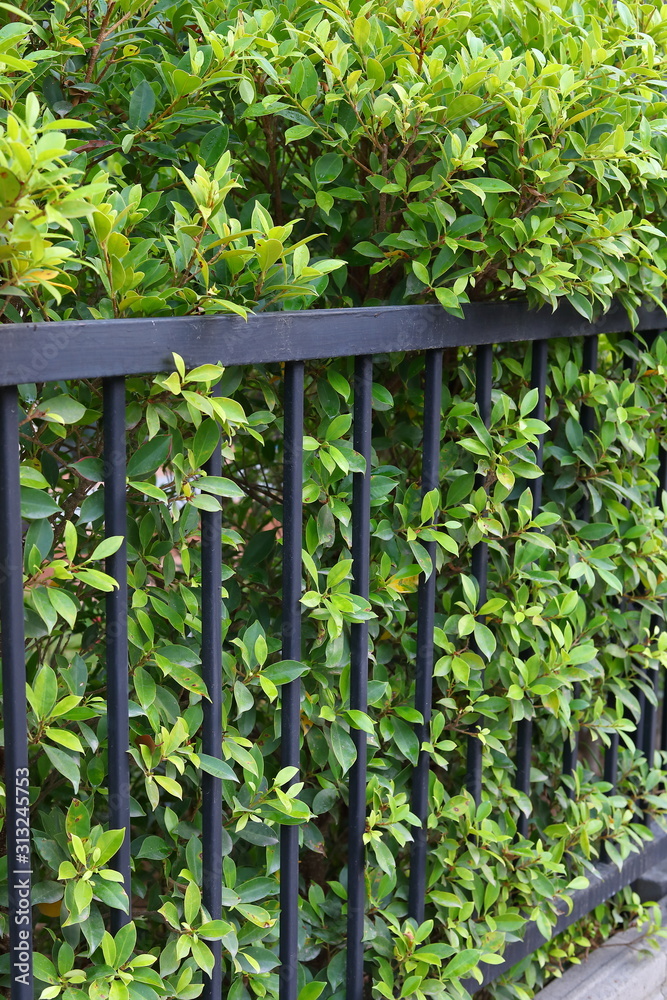black steel iron fence of boundary house with green leaf of shrub tree growing wall natural in garden black steel iron fence of boundary house with green leaf of shrub tree growing wall natural in garden