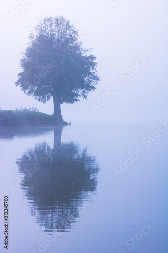 arbre dans la brume se refletant