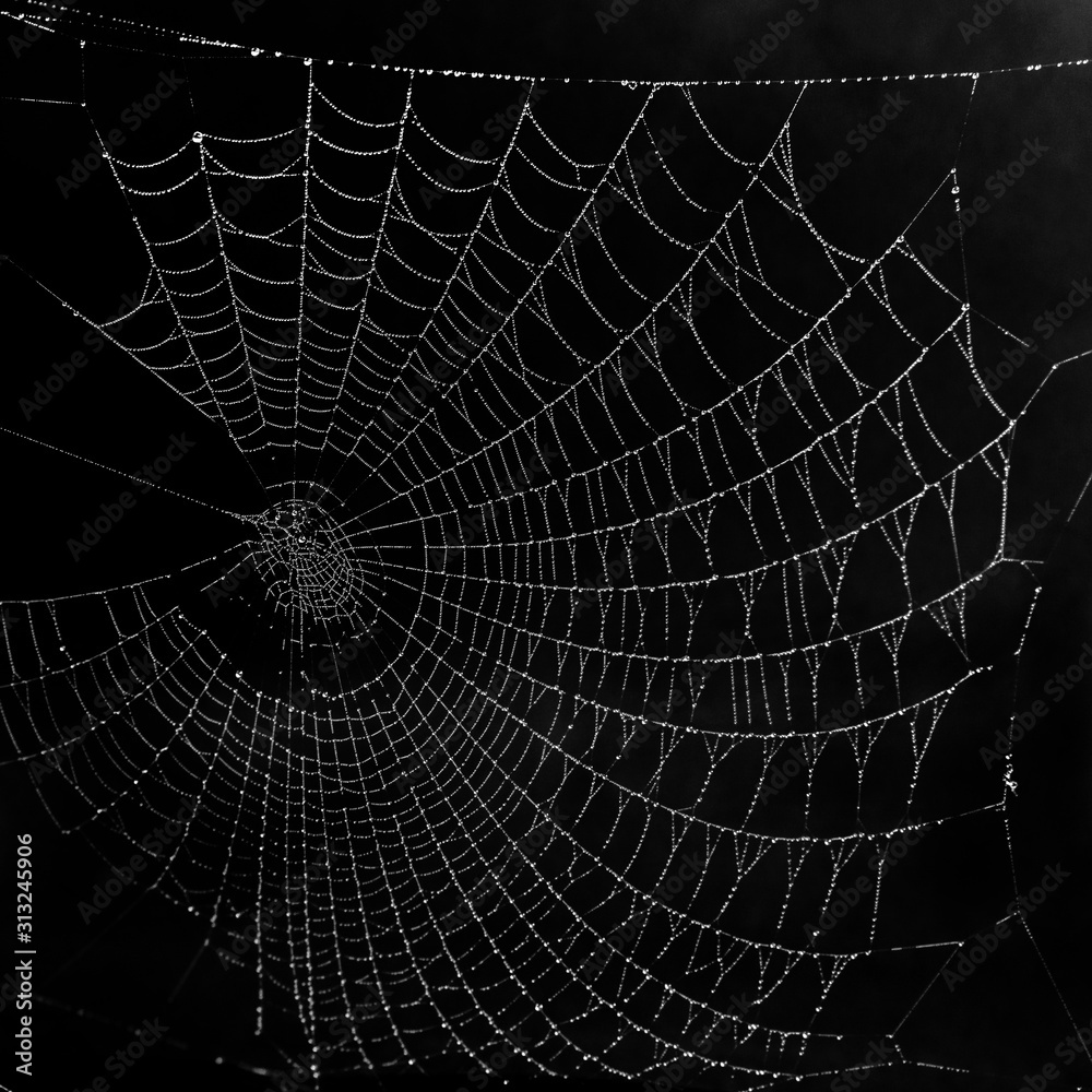 Beautiful black and white spider web, completely covered with frost droplets