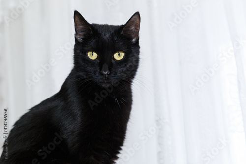 portrait of a black cat on a white background