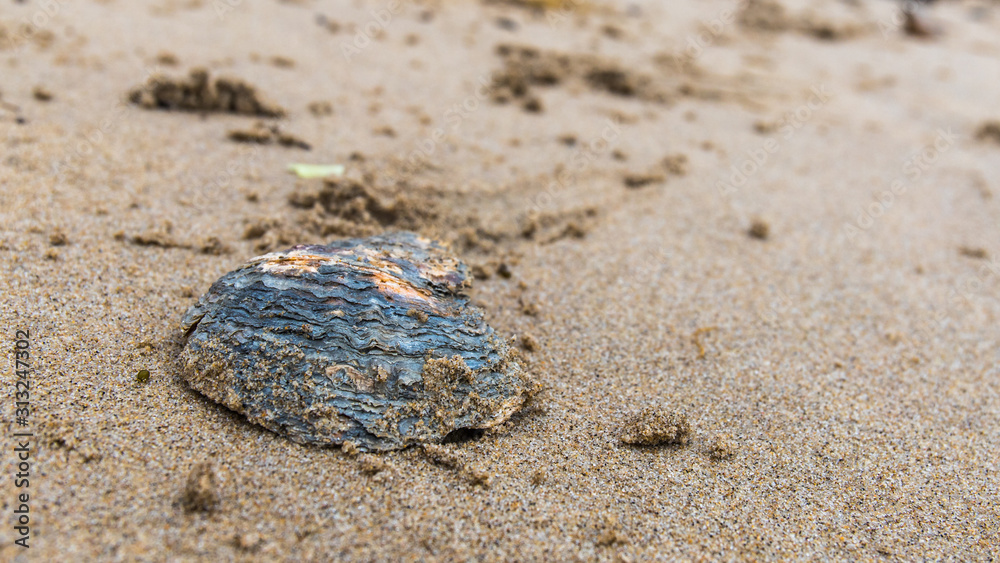 Shell on the beach Shell on the beach