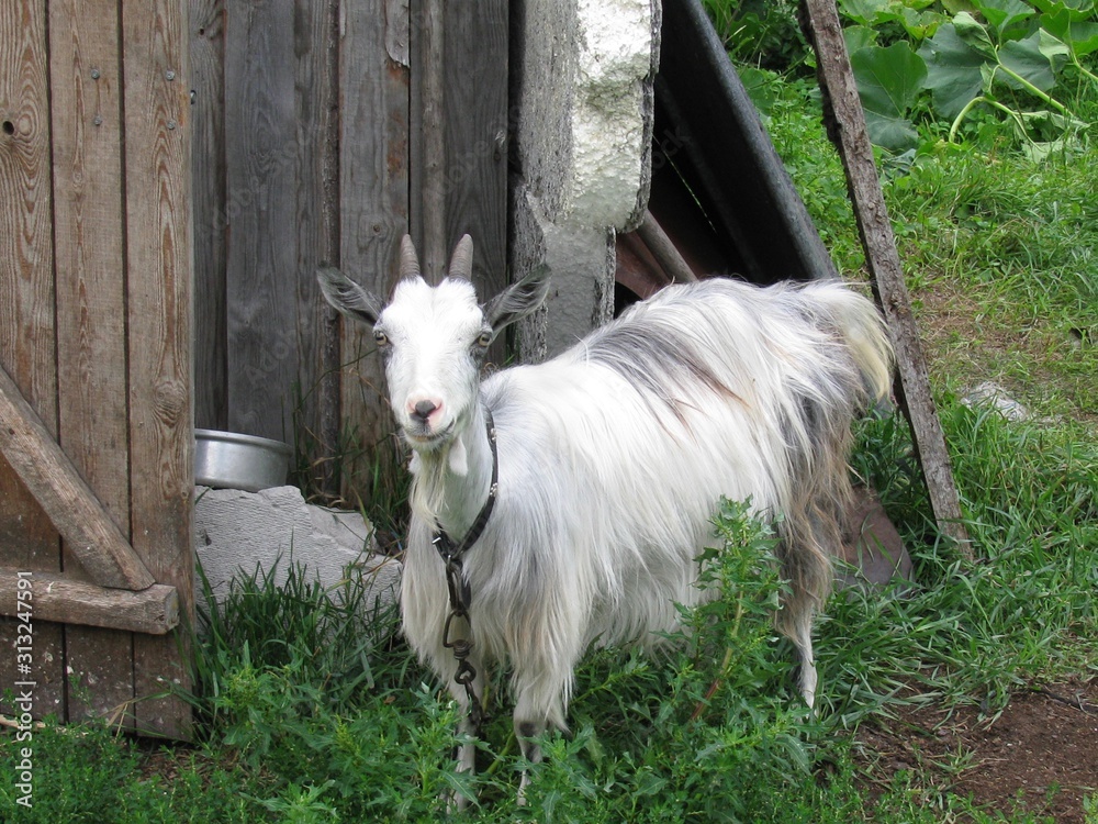 Obraz premium White goat in farmyard