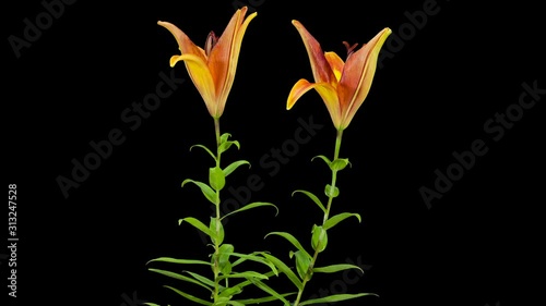 Blooming yellow lily flower buds ALPHA matte, FULL HD. (Lilium), timelapse