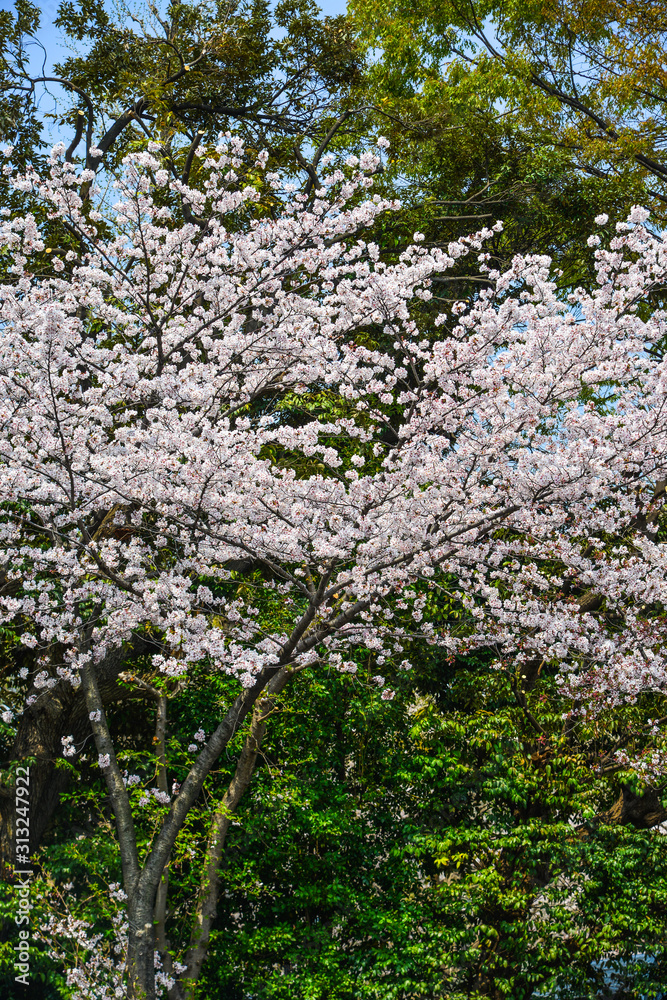 Cherry blossom in Tokyo, Japan