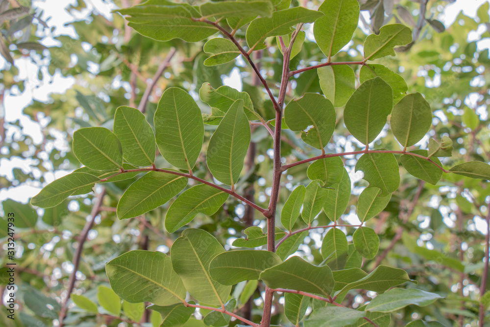 The leaves of the carob tree