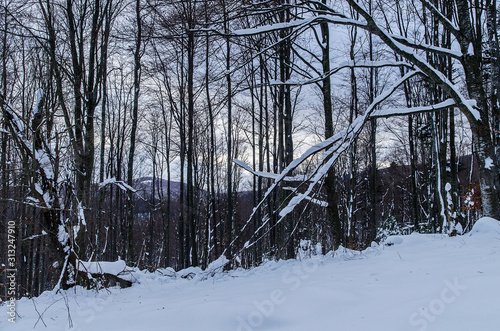 Fototapeta Naklejka Na Ścianę i Meble -  Zimowy las Bieszczady 