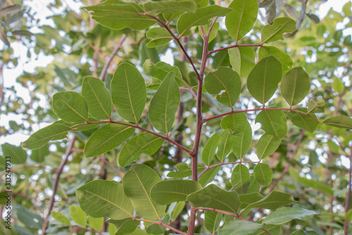 Obraz na płótnie The leaves of the carob tree w salonie