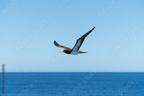 小笠原諸島　空を飛ぶカツオドリ