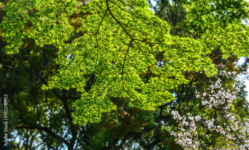 Green leaves and trees at summer