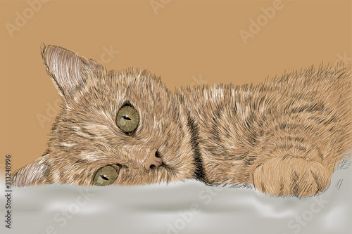A beautiful playful little cat lies on a white cloth.