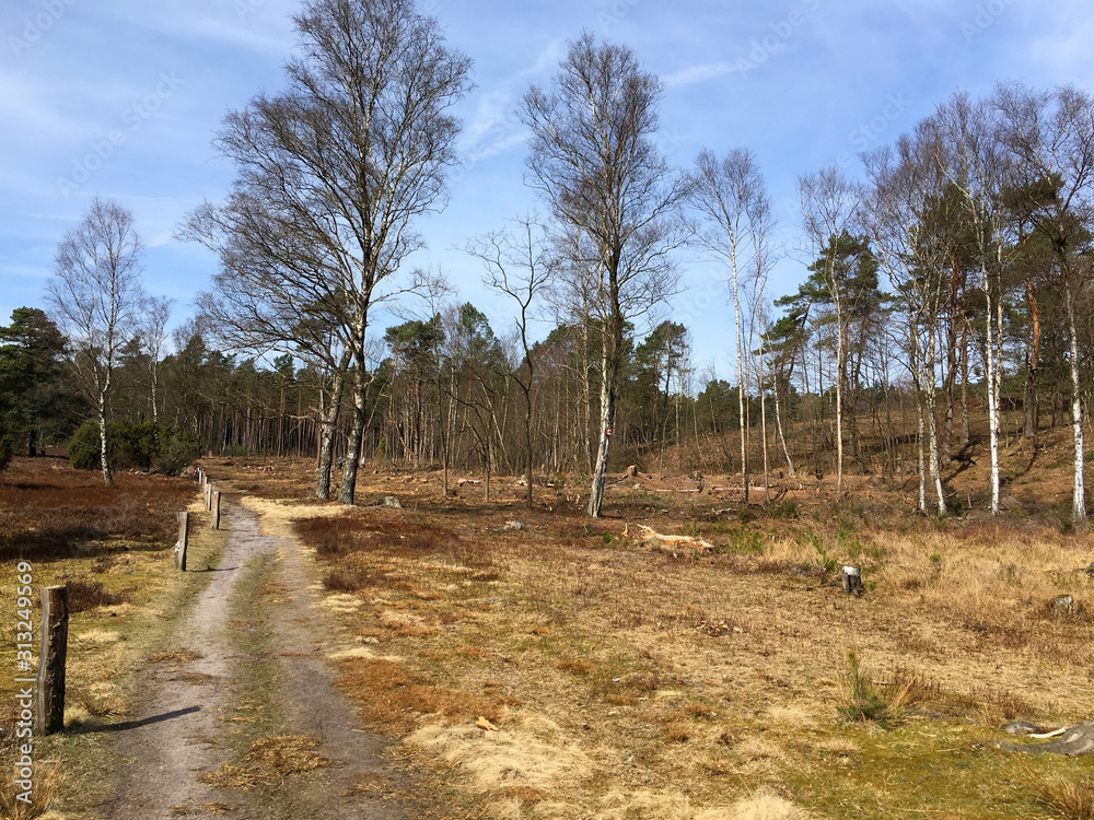 Lüneburger Heide, Büsenbachtal Lüneburger Heide, Büsenbachtal