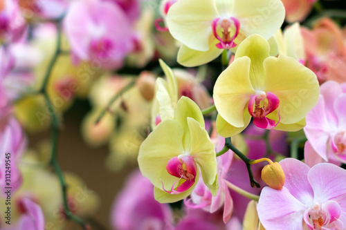 Obraz na płótnie colorful orchid flower garden - orchid flowers