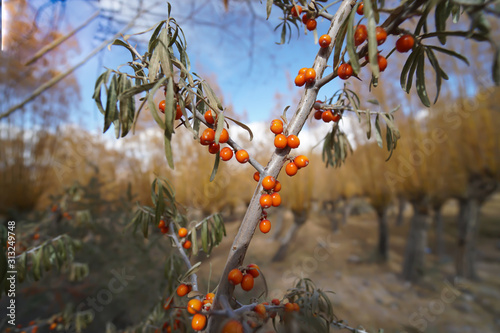 Sea-buckthorn berries on branches with leaves.