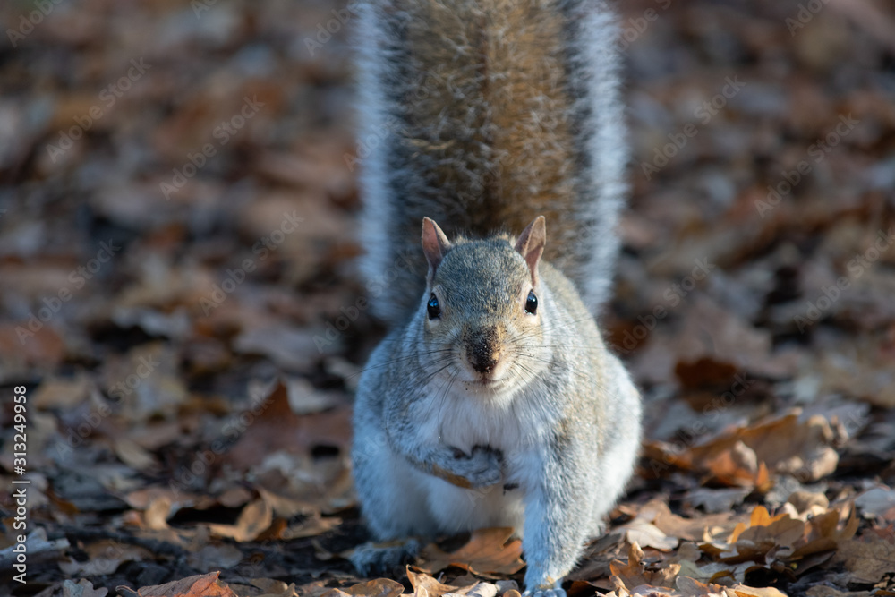 Grey Squirrel Grey Squirrel