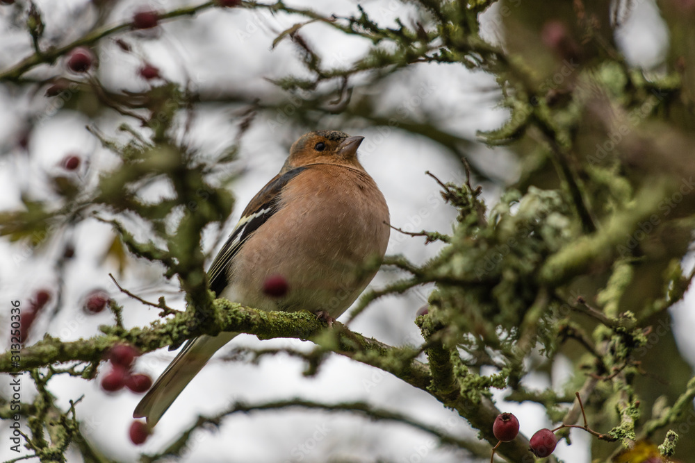 Small bird in a tree Small bird in a tree