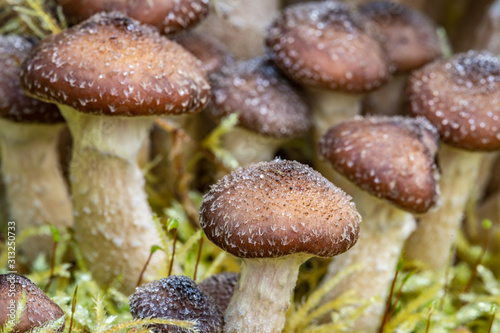 A close up of Honey fungus Mushrooms