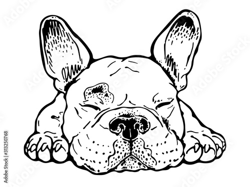 Sleeping french bulldog sketch