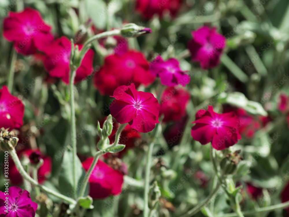 (Lychnis coronaria) Coquelourde des jardins aux tiges grisâtres, feuillage velouté vert argenté, feuilles lancéolées, petites fleurs aux pétales magenta, ondulées et incisées, plus clair au centre