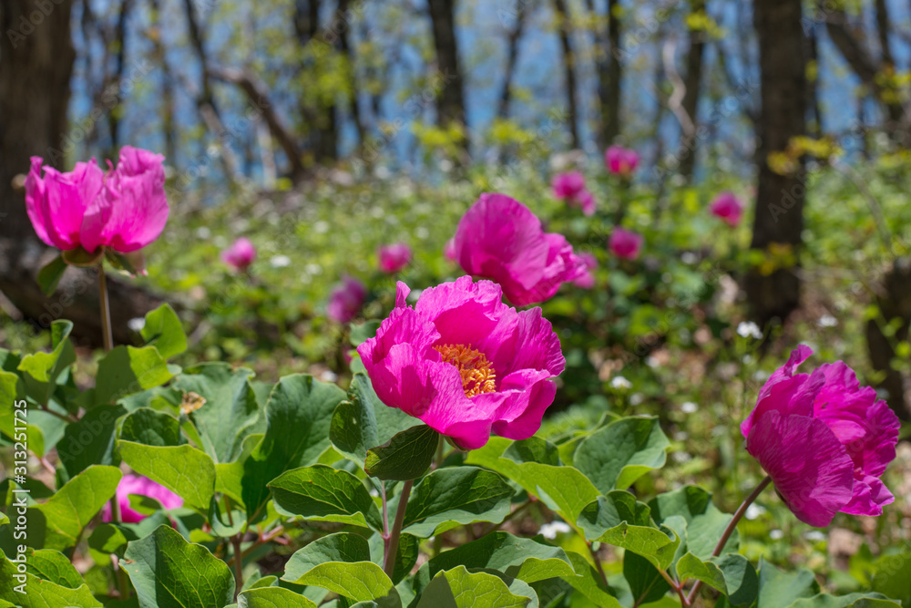Blooming wild peonies (Paeonia daurica) in the spring forest in the Crimean mountains