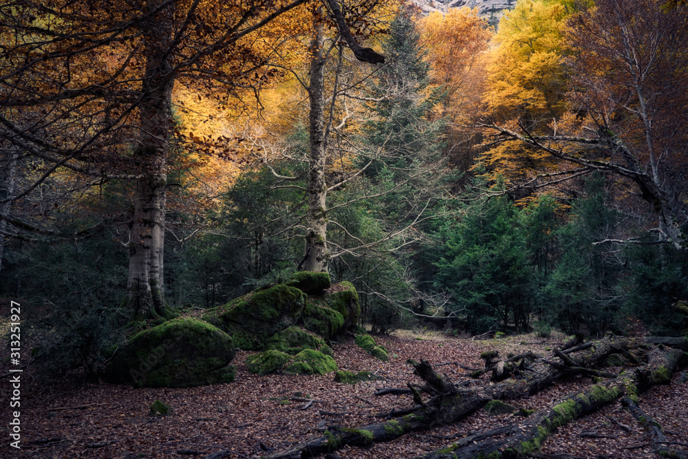 Fototapeta premium Autumn forest with magic light