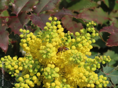 Yellow flower Oregon grape