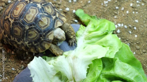 A baby Leopard Tortoise eating its dinner