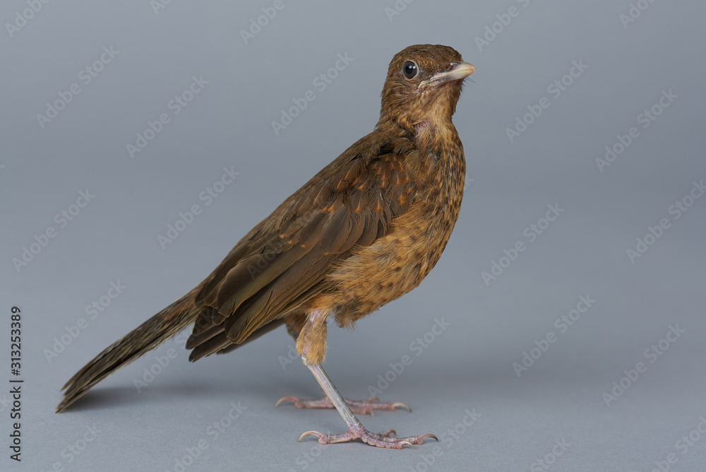 Fototapeta premium One brown bird stay on grey background close up view